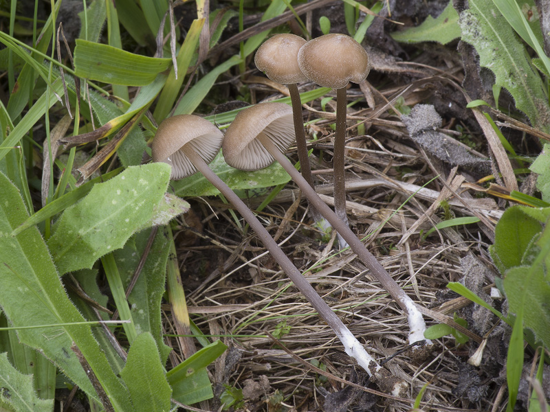 Entoloma infula